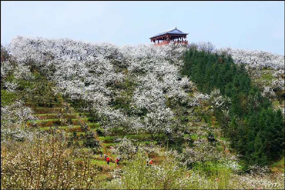 【春天，广西桂林灌阳县向您发出邀请！】我们在灌阳看梨花 - 游山玩水 - 鸡西生活社区 - 鸡西28生活网 jixi.28life.net