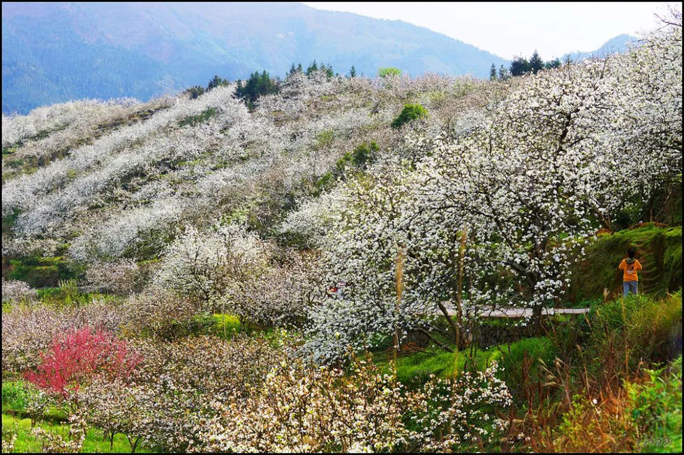 【春天，广西桂林灌阳县向您发出邀请！】我们在灌阳看梨花 - 游山玩水 - 鸡西生活社区 - 鸡西28生活网 jixi.28life.net