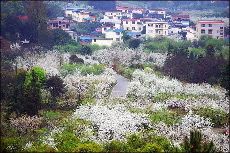 【春天，广西桂林灌阳县向您发出邀请！】我们在灌阳看梨花 - 游山玩水 - 鸡西生活社区 - 鸡西28生活网 jixi.28life.net
