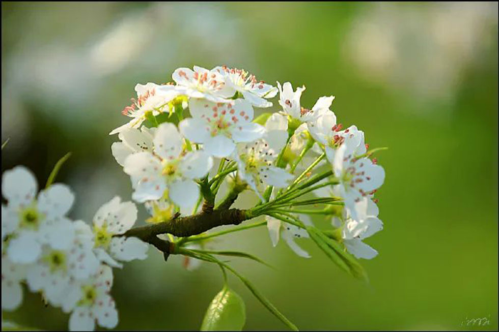 【春天，广西桂林灌阳县向您发出邀请！】我们在灌阳看梨花 - 游山玩水 - 鸡西生活社区 - 鸡西28生活网 jixi.28life.net