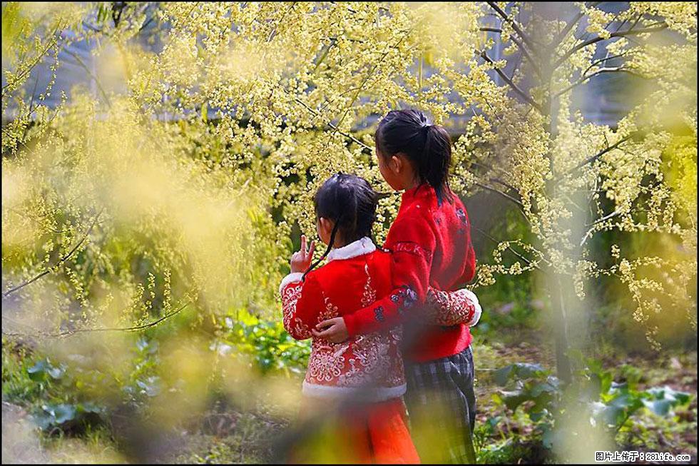 【春天，广西桂林灌阳县向您发出邀请！】米珠山前有片山苍子花在飘香 - 游山玩水 - 鸡西生活社区 - 鸡西28生活网 jixi.28life.net