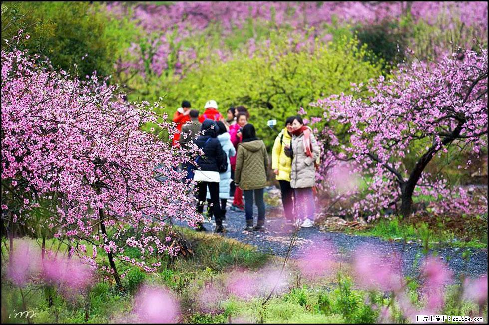 【春天，广西桂林灌阳县向您发出邀请！】官庄村有个醉美的桃花园 - 游山玩水 - 鸡西生活社区 - 鸡西28生活网 jixi.28life.net