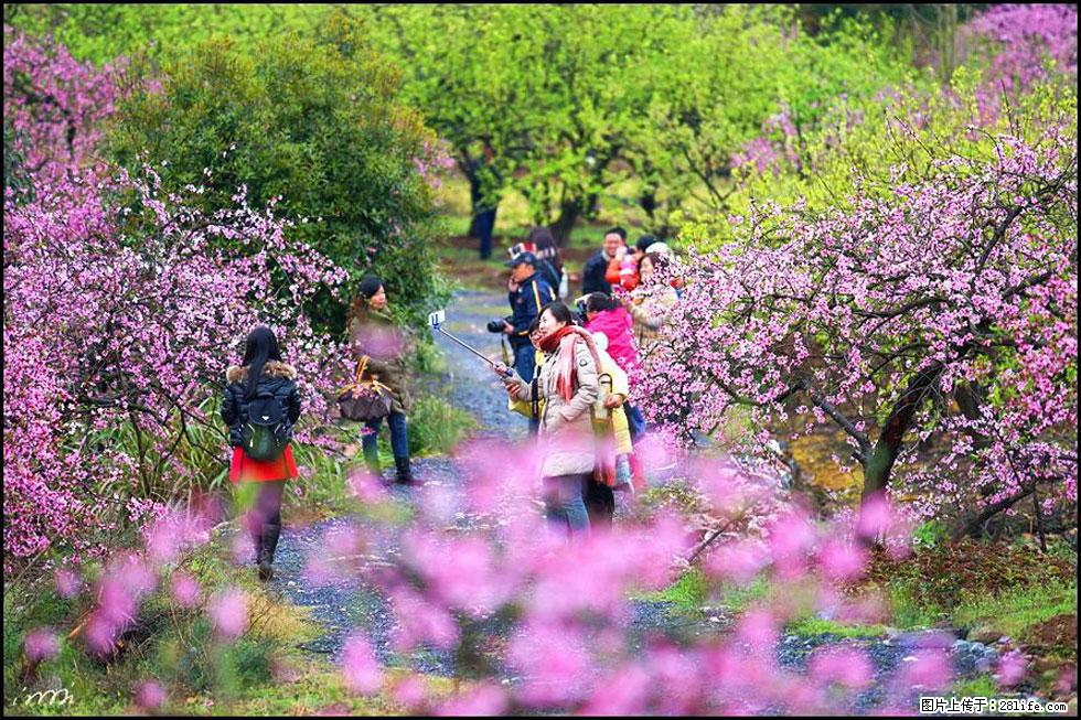 【春天，广西桂林灌阳县向您发出邀请！】官庄村有个醉美的桃花园 - 游山玩水 - 鸡西生活社区 - 鸡西28生活网 jixi.28life.net