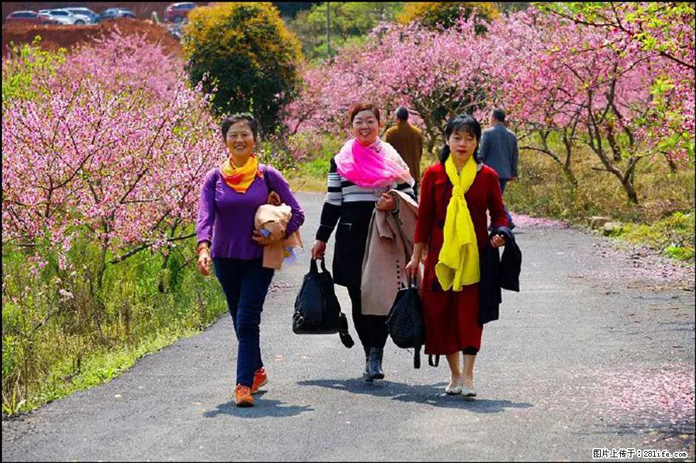 【春天，广西桂林灌阳县向您发出邀请！】官庄村有个醉美的桃花园 - 游山玩水 - 鸡西生活社区 - 鸡西28生活网 jixi.28life.net