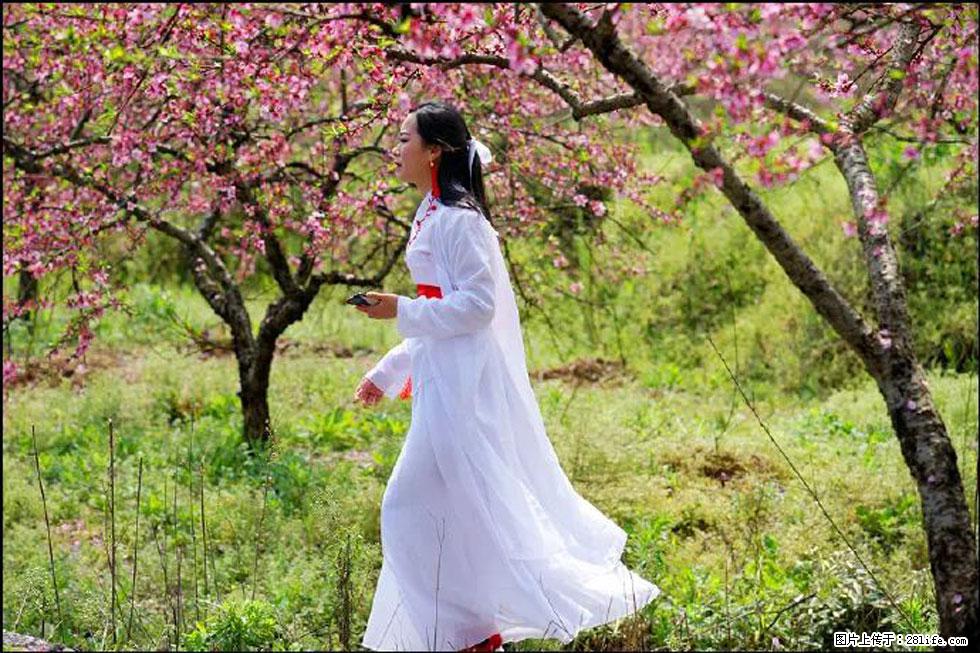 【春天，广西桂林灌阳县向您发出邀请！】官庄村有个醉美的桃花园 - 游山玩水 - 鸡西生活社区 - 鸡西28生活网 jixi.28life.net