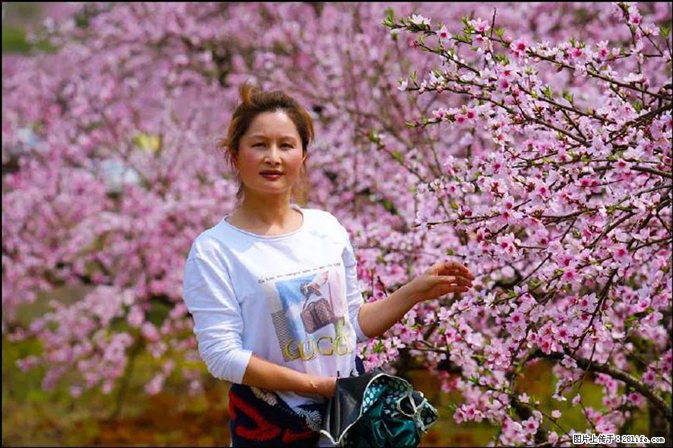 【春天，广西桂林灌阳县向您发出邀请！】官庄村有个醉美的桃花园 - 游山玩水 - 鸡西生活社区 - 鸡西28生活网 jixi.28life.net