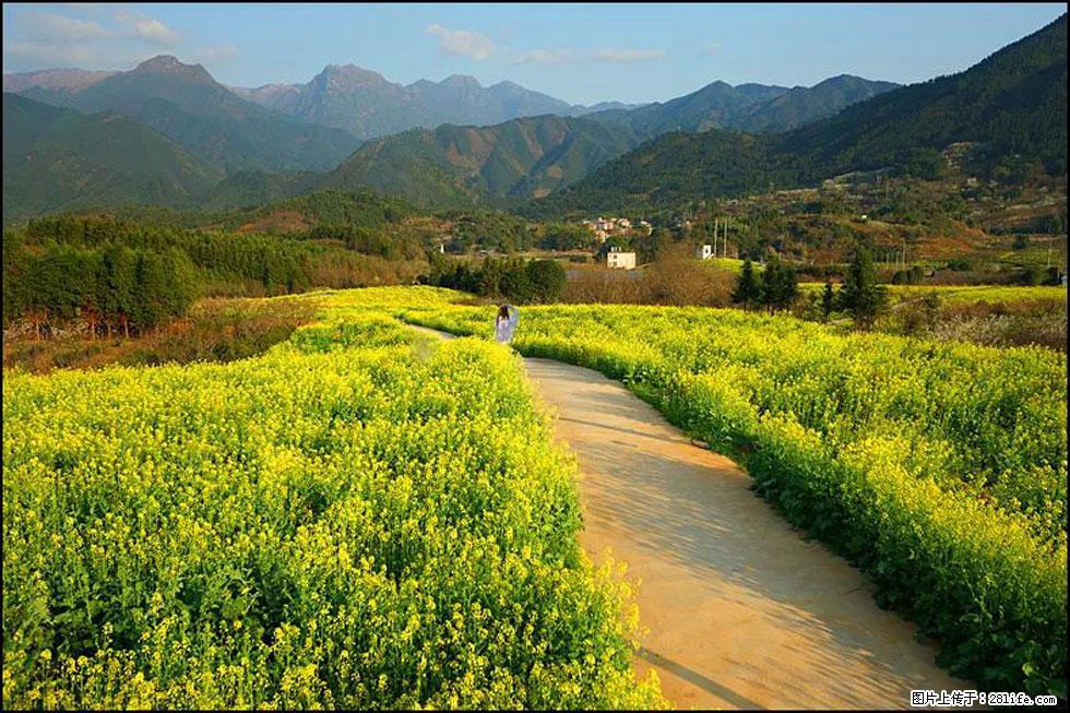 【春天，广西桂林灌阳县向您发出邀请！】长坪村油菜盛情花开 - 游山玩水 - 鸡西生活社区 - 鸡西28生活网 jixi.28life.net