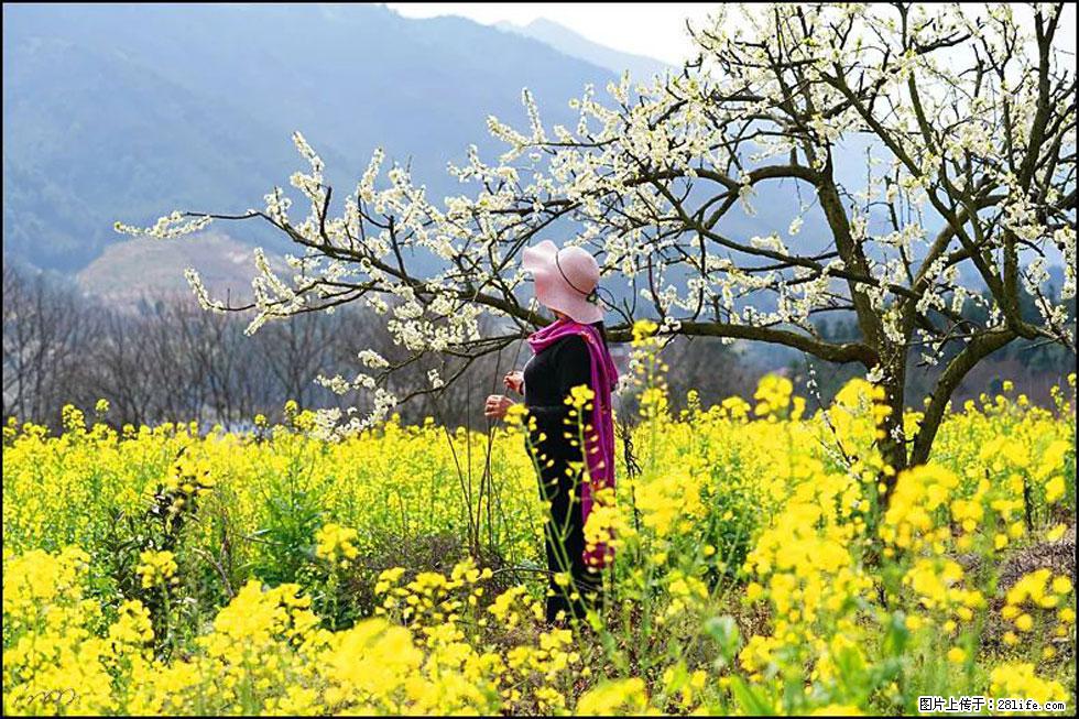 【春天，广西桂林灌阳县向您发出邀请！】长坪村油菜盛情花开 - 游山玩水 - 鸡西生活社区 - 鸡西28生活网 jixi.28life.net