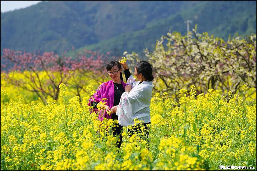 【春天，广西桂林灌阳县向您发出邀请！】长坪村油菜盛情花开 - 游山玩水 - 鸡西生活社区 - 鸡西28生活网 jixi.28life.net