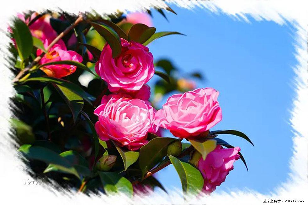【春天，广西桂林灌阳县向您发出邀请！】杨柳井茶花惹人爱 - 游山玩水 - 鸡西生活社区 - 鸡西28生活网 jixi.28life.net