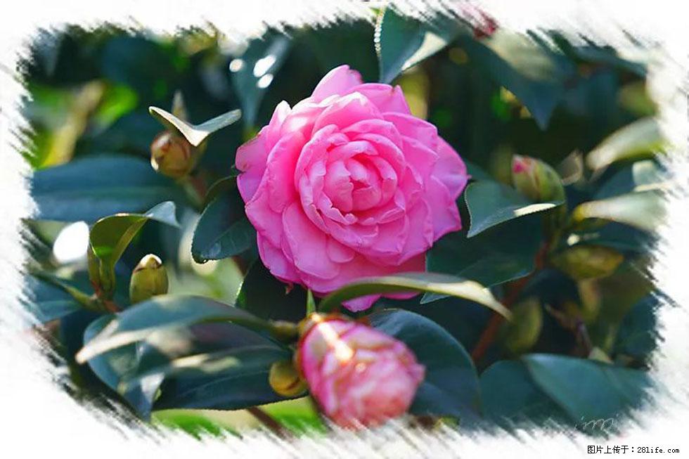 【春天，广西桂林灌阳县向您发出邀请！】杨柳井茶花惹人爱 - 游山玩水 - 鸡西生活社区 - 鸡西28生活网 jixi.28life.net