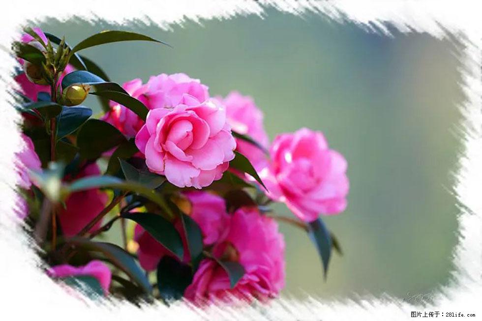 【春天，广西桂林灌阳县向您发出邀请！】杨柳井茶花惹人爱 - 游山玩水 - 鸡西生活社区 - 鸡西28生活网 jixi.28life.net