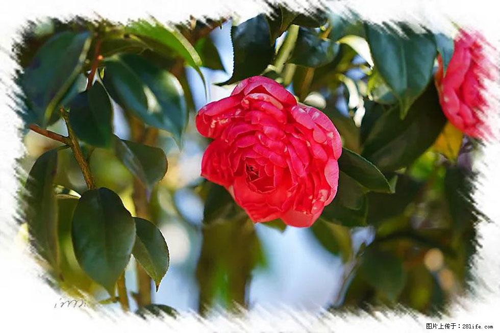 【春天，广西桂林灌阳县向您发出邀请！】杨柳井茶花惹人爱 - 游山玩水 - 鸡西生活社区 - 鸡西28生活网 jixi.28life.net