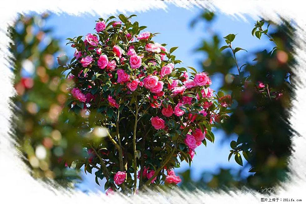 【春天，广西桂林灌阳县向您发出邀请！】杨柳井茶花惹人爱 - 游山玩水 - 鸡西生活社区 - 鸡西28生活网 jixi.28life.net