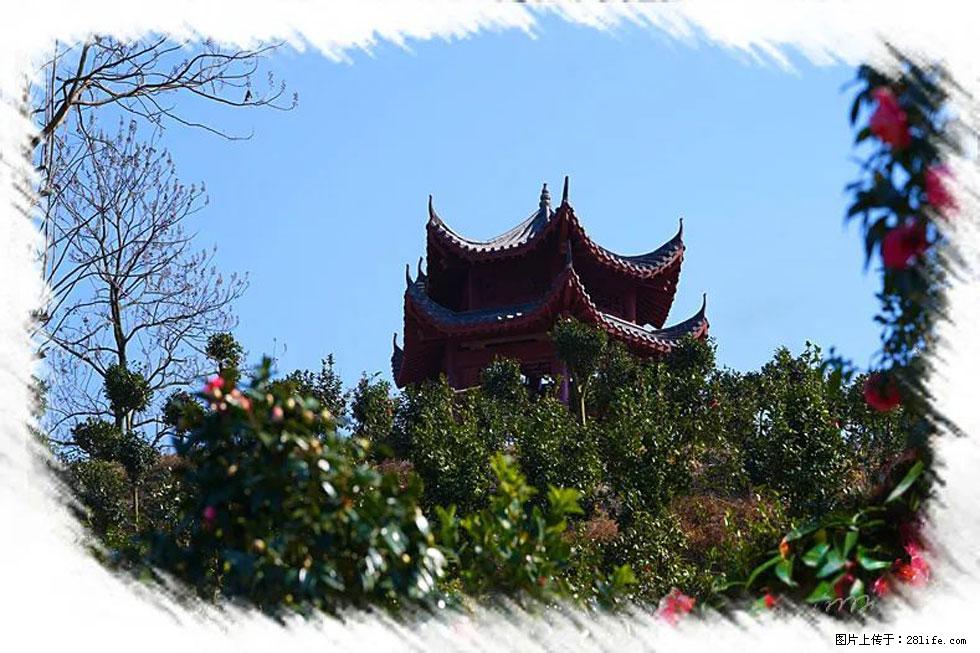 【春天，广西桂林灌阳县向您发出邀请！】杨柳井茶花惹人爱 - 游山玩水 - 鸡西生活社区 - 鸡西28生活网 jixi.28life.net