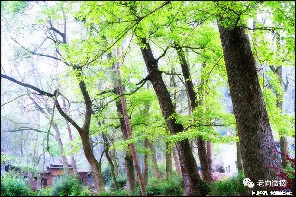 【春天，广西桂林灌阳县向您发出邀请！】在小龙村与春天约会 - 游山玩水 - 鸡西生活社区 - 鸡西28生活网 jixi.28life.net