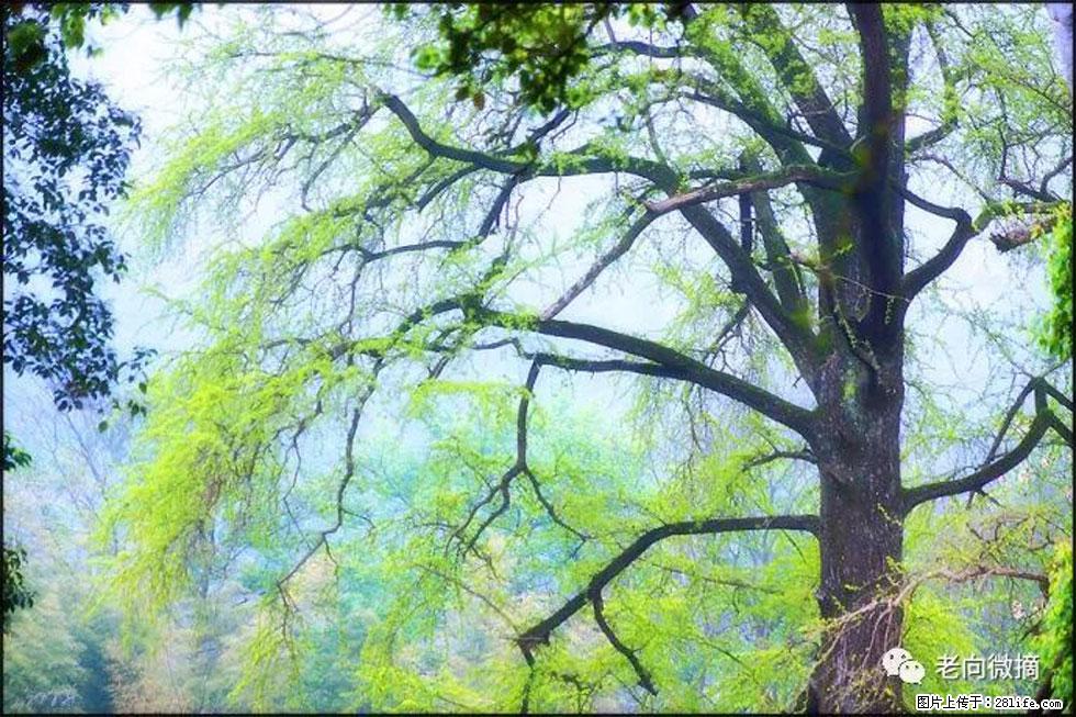 【春天，广西桂林灌阳县向您发出邀请！】在小龙村与春天约会 - 游山玩水 - 鸡西生活社区 - 鸡西28生活网 jixi.28life.net