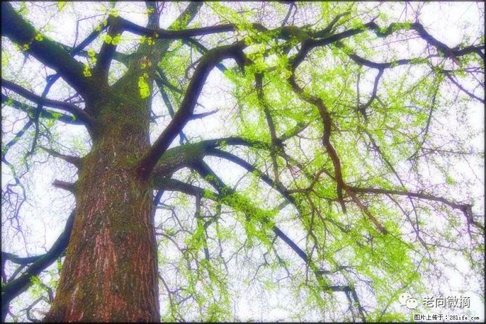 【春天，广西桂林灌阳县向您发出邀请！】在小龙村与春天约会 - 游山玩水 - 鸡西生活社区 - 鸡西28生活网 jixi.28life.net