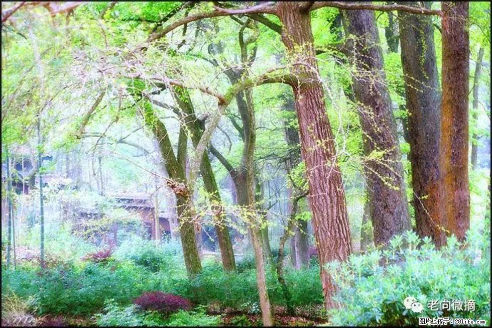 【春天，广西桂林灌阳县向您发出邀请！】在小龙村与春天约会 - 游山玩水 - 鸡西生活社区 - 鸡西28生活网 jixi.28life.net