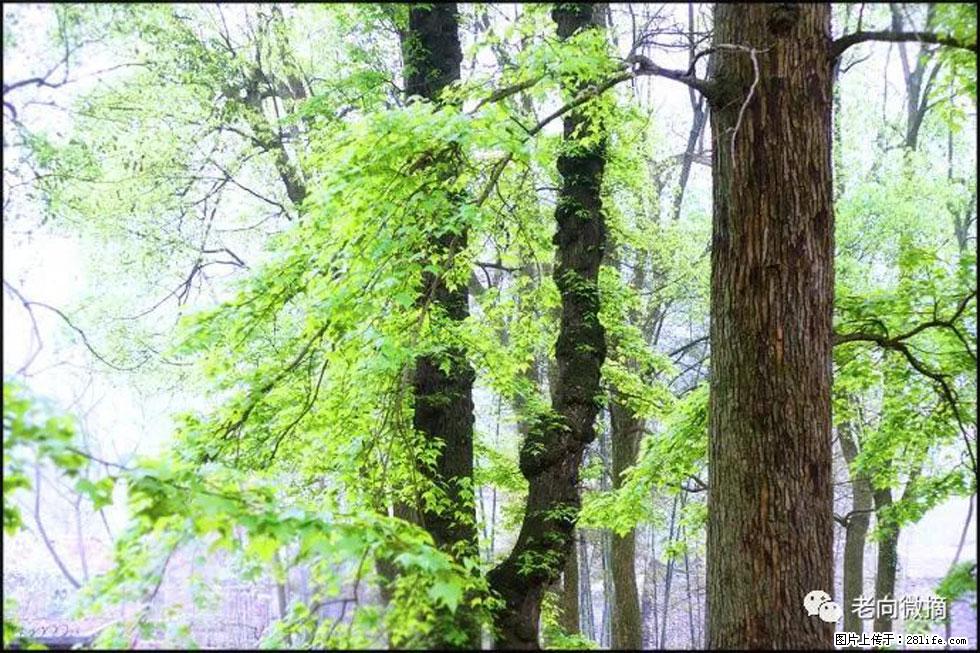 【春天，广西桂林灌阳县向您发出邀请！】在小龙村与春天约会 - 游山玩水 - 鸡西生活社区 - 鸡西28生活网 jixi.28life.net