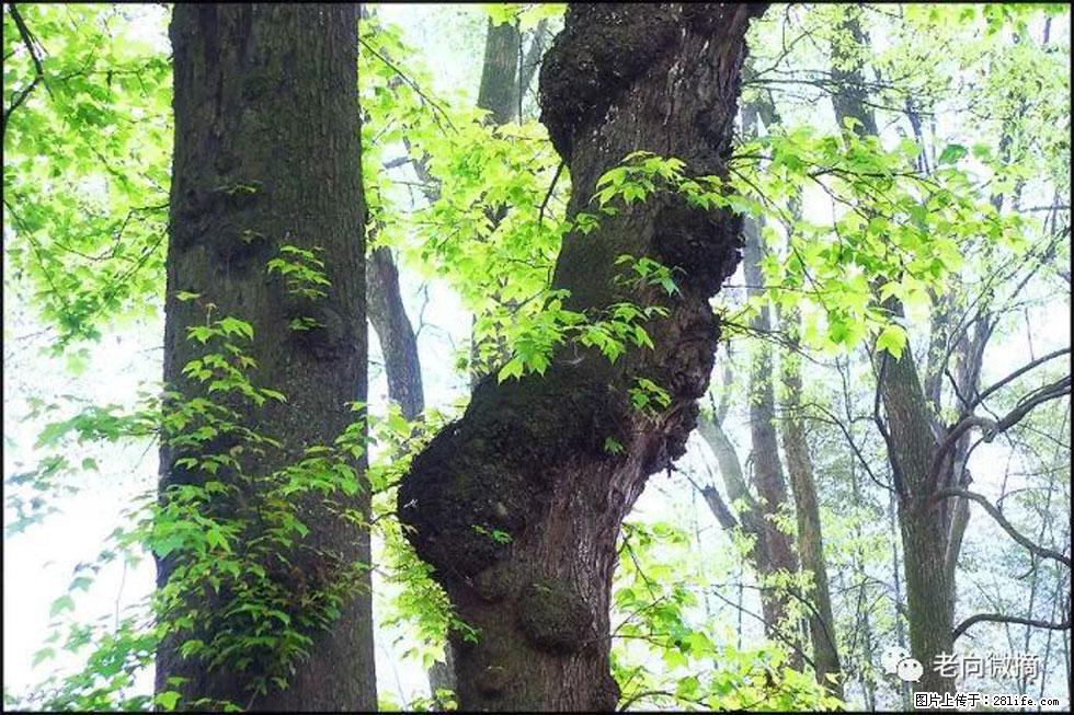 【春天，广西桂林灌阳县向您发出邀请！】在小龙村与春天约会 - 游山玩水 - 鸡西生活社区 - 鸡西28生活网 jixi.28life.net