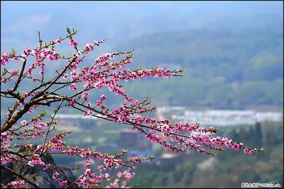 【春天，广西桂林灌阳县向您发出邀请！】望月岭上桃花开 - 游山玩水 - 鸡西生活社区 - 鸡西28生活网 jixi.28life.net