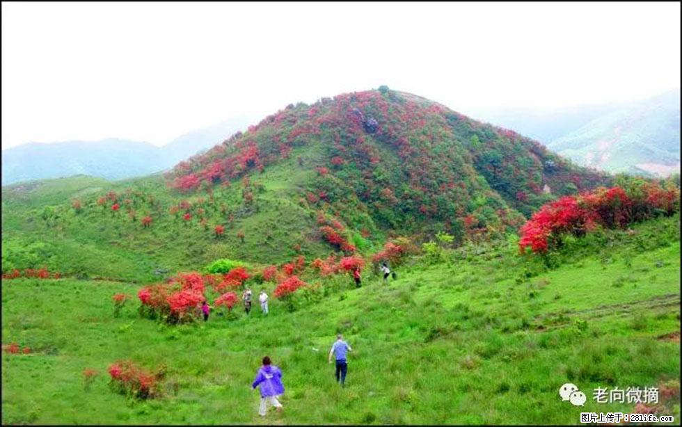 【春天，广西桂林灌阳县向您发出邀请！】宝盖山上映山红 - 游山玩水 - 鸡西生活社区 - 鸡西28生活网 jixi.28life.net