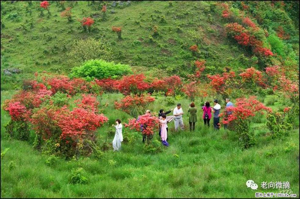 【春天，广西桂林灌阳县向您发出邀请！】宝盖山上映山红 - 游山玩水 - 鸡西生活社区 - 鸡西28生活网 jixi.28life.net