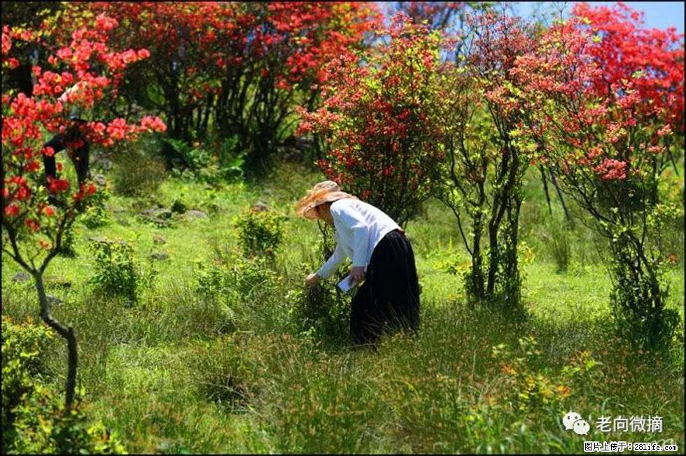 【春天，广西桂林灌阳县向您发出邀请！】宝盖山上映山红 - 游山玩水 - 鸡西生活社区 - 鸡西28生活网 jixi.28life.net