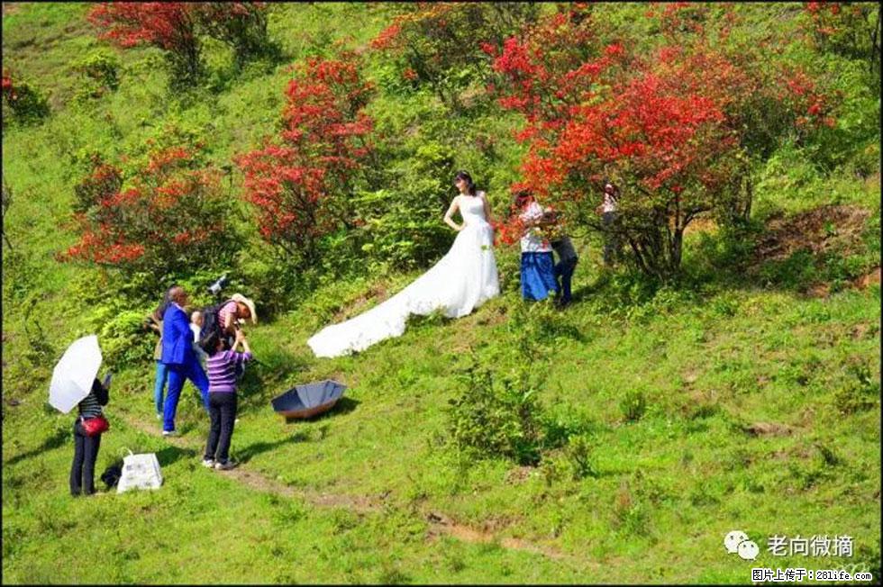 【春天，广西桂林灌阳县向您发出邀请！】宝盖山上映山红 - 游山玩水 - 鸡西生活社区 - 鸡西28生活网 jixi.28life.net