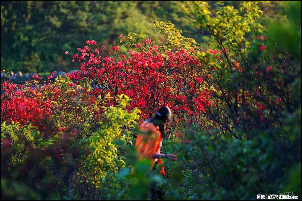 【春天，广西桂林灌阳县向您发出邀请！】春木界上映山红 - 游山玩水 - 鸡西生活社区 - 鸡西28生活网 jixi.28life.net