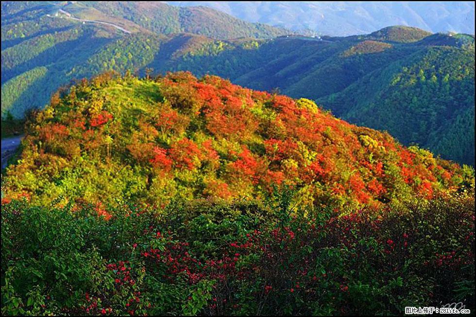 【春天，广西桂林灌阳县向您发出邀请！】春木界上映山红 - 游山玩水 - 鸡西生活社区 - 鸡西28生活网 jixi.28life.net