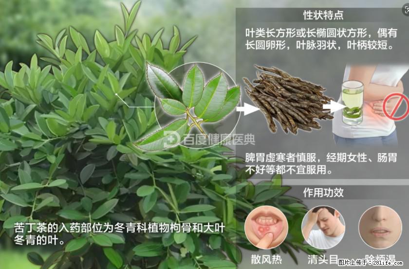 苦丁茶有哪些功效和作用 - 生活百科 - 鸡西生活社区 - 鸡西28生活网 jixi.28life.net