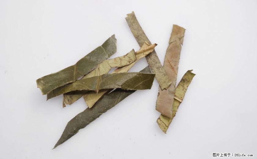 苦丁茶有哪些功效和作用 - 生活百科 - 鸡西生活社区 - 鸡西28生活网 jixi.28life.net