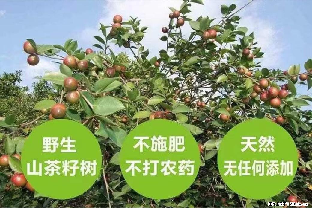 【灌阳县油茶产业示范区】一个有着充实的精神生活的人,对待身外之物自会有一种淡泊的态度 - 美食天地 - 鸡西生活社区 - 鸡西28生活网 jixi.28life.net