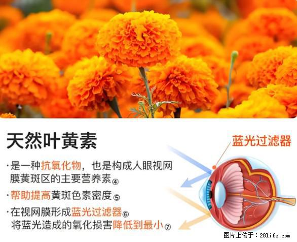 叶黄素有什么功效和作用 - 生活百科 - 鸡西生活社区 - 鸡西28生活网 jixi.28life.net