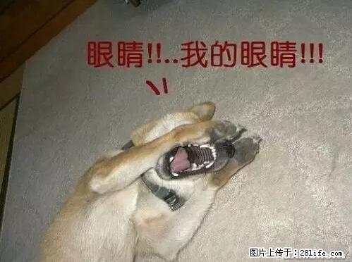 笑癫了！一女的怀孕三年未生，他终于忍不住了... - 娱乐八卦 - 鸡西生活社区 - 鸡西28生活网 jixi.28life.net