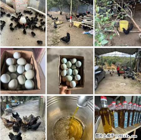 油茶园从小鸡仔开始养起的纯土鸡、土鸡蛋可以预定啦！还有前几天刚榨的纯山茶油哦 - 美食天地 - 鸡西生活社区 - 鸡西28生活网 jixi.28life.net