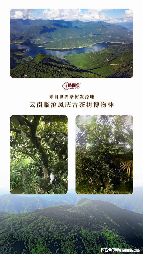 时间果百年古树2025年春红茶 - 购物交流 - 鸡西生活社区 - 鸡西28生活网 jixi.28life.net
