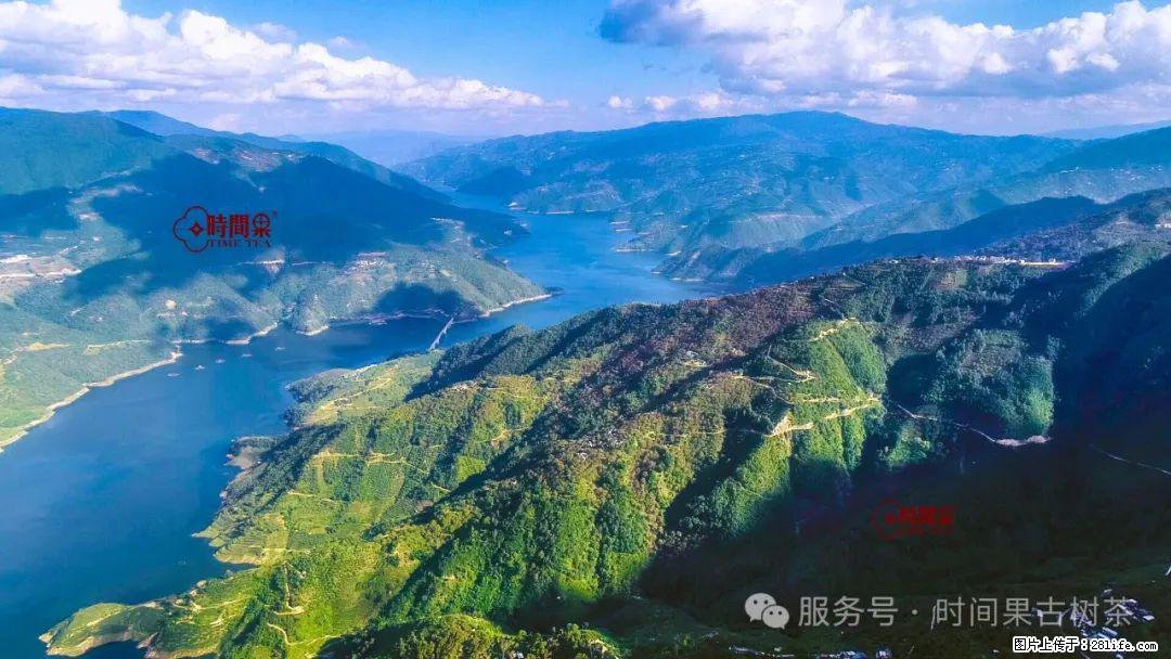 时间果百年古树龙珠普洱生茶 - 购物交流 - 鸡西生活社区 - 鸡西28生活网 jixi.28life.net