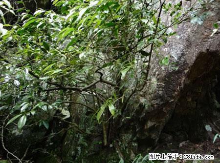 平乐石崖茶，珍贵仅次于金花茶 - 鸡西生活资讯 - 鸡西28生活网 jixi.28life.net