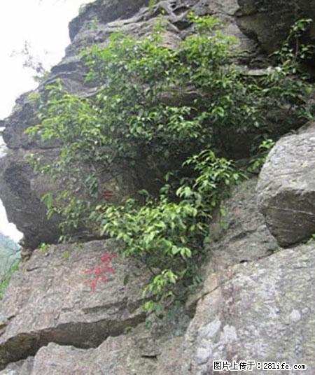 平乐石崖茶，珍贵仅次于金花茶 - 鸡西生活资讯 - 鸡西28生活网 jixi.28life.net