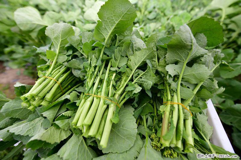 这些蔬菜是“天然钙片”，这6种被医生重点推荐 - 鸡西生活资讯 - 鸡西28生活网 jixi.28life.net